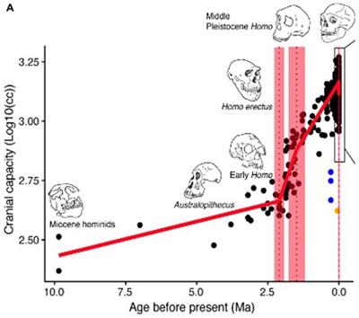 The evolution of language by sexual selection